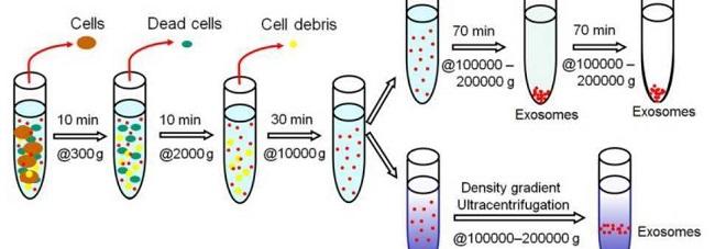 关于XY精子分离术的科学观点