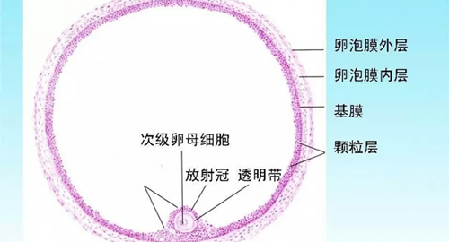 试管促排9个卵泡5个空的，要怎么调理才能保证成功率？
