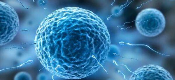 取卵后第三天和第五天移植鲜胚有什么区别？