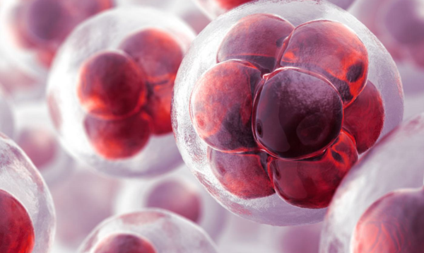 胚胎发育不错养囊却失败了的原因是什么？