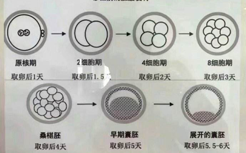 4cb跟5cb哪个囊胚好?详细看对比分析