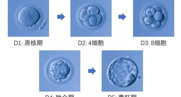 试管婴儿中，6bb囊胚和4bb哪个级别和质量更好？