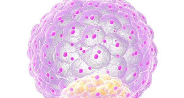 能养囊都是好胚！6cc囊胚移植想要成功并非不可能