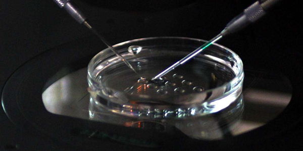 6bc的冻囊胚是不是很差？3分钟带你了解胚胎质量和级别