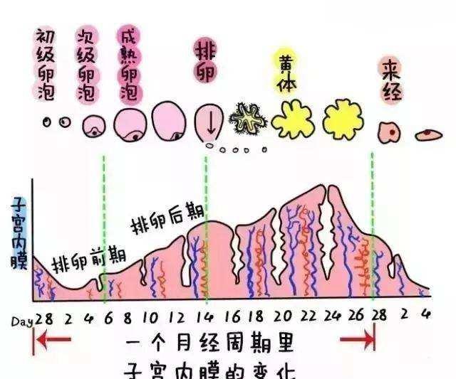 子宫内膜是什么？各个阶段子宫内膜的厚度多少正常