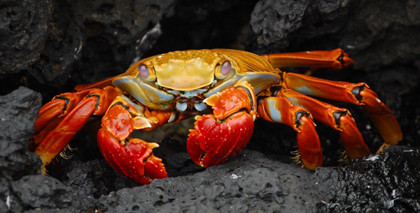 试管移植完可以吃螃蟹吗？怀孕期间还是要忌嘴