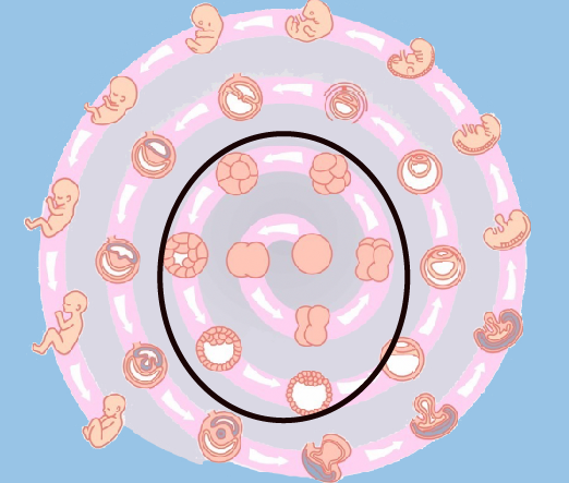 生命最初的七天,试管婴儿胚胎在辅助生殖实验室的奇妙旅程