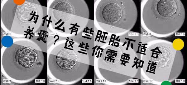 该拒绝别客气！别总看好处而忽视试管养囊的风险