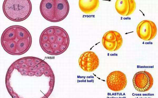 为什么医生都建议养囊，国内囊胚移植成功率是多少？