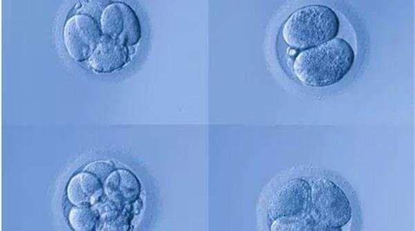 你知道吗？试管婴儿养囊的过程比“高考”更残酷