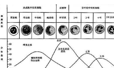 处于备孕阶段，女性黄体期孕酮多少证明排卵了？