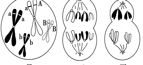 父亲听力杂合突变孩子会正常吗？