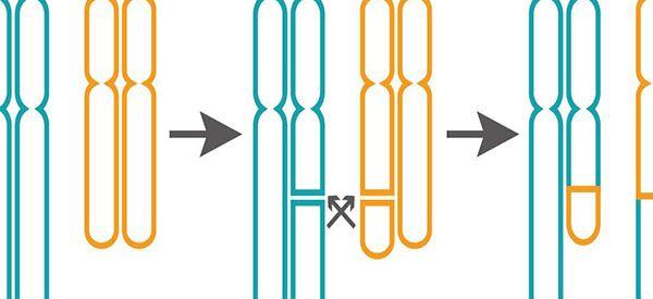 染色体罗氏易位和平衡易位哪个对生育更严重？