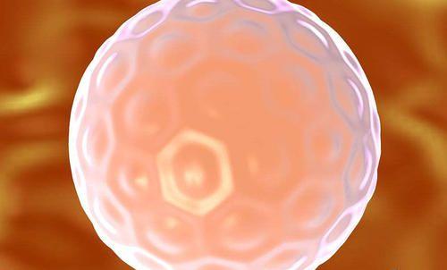 试管婴儿中养囊最好的等级是什么？