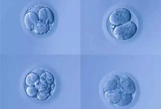 鲜胚移植第3天就着床了？移植三天胚胎的状态介绍