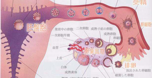 为什么试管婴儿也有生化妊娠？6个常见原因剖析