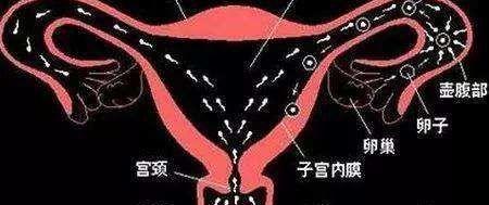 始基子宫对比幼稚子宫有什么不一样？