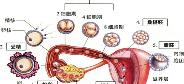 受精卵着床后一般是先出血还是先降温？