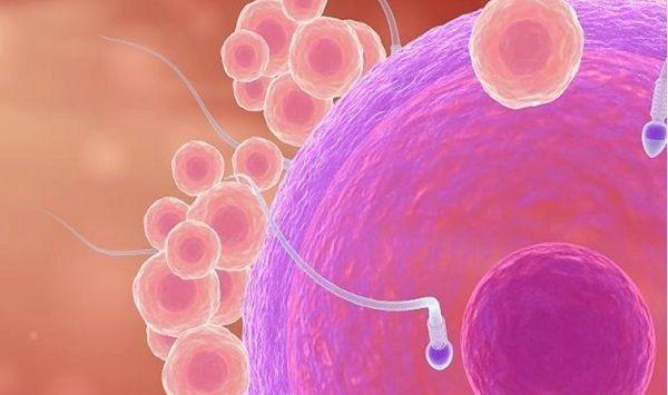 解秘胚胎受精全过程，多精入卵的原因找到了