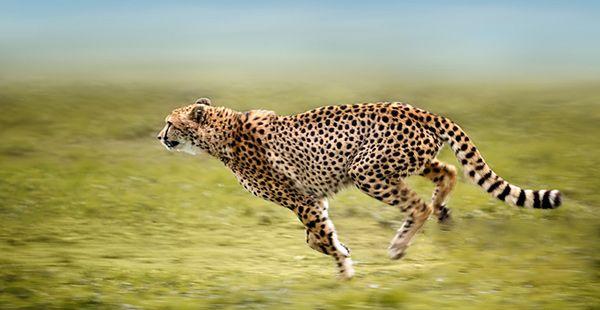 孕妇梦见被豹子追，预兆胎儿性别是男是女？