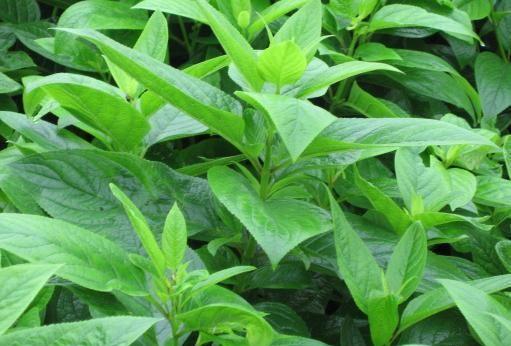 孕妇能从梦到水萝卜知道要生男还是生女吗？