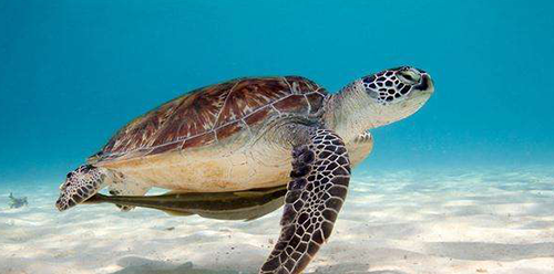 可能是个儿子哟!孕妇梦见海龟相关胎梦解析