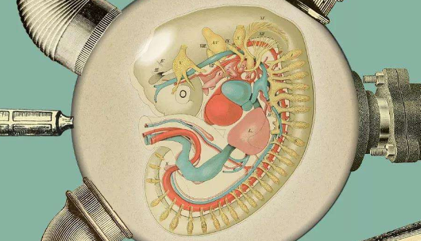 人造子宫生孩子费用不可预估，这些你得提前了解！