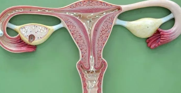 没有子宫生孩子的案例分享，教你子宫切除后也能拥有孩子！