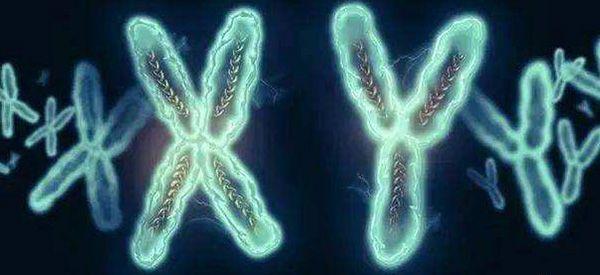 一级的8细胞鲜胚移植成功是男孩多还是女孩多？