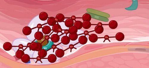血友病能活多久？不要怕!注意这些同常人无异