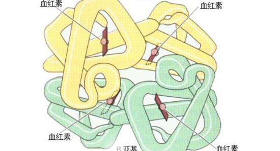 血红蛋白