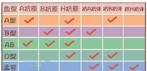 孟买血型会不会遗传?其实临床上面早有答案