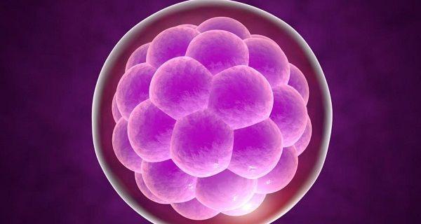 鲜胚养囊后最高的级别是什么？