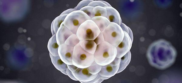 为什么北京大多数试管医院总是建议养囊？