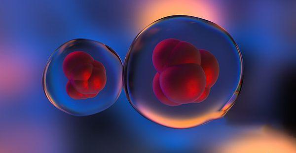 用两枚8细胞胚胎养囊，其成功率高吗？