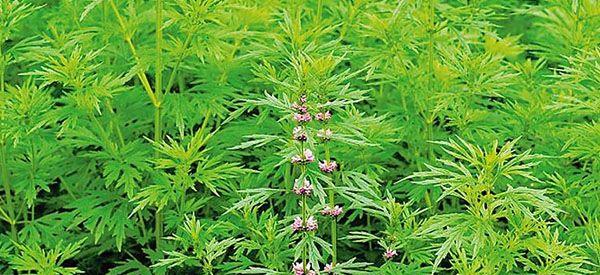 怎么快速辨别真假益母草？