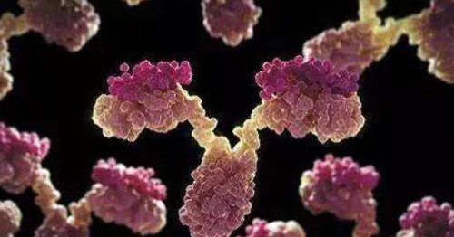 优生检查中的风疹igg和igm的区别是什么？