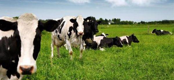 雅士利和飞鹤都是有机奶，为什么雅士利比飞鹤便宜？