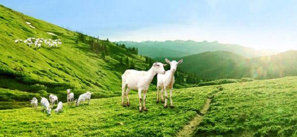 2022最新的中国羊奶粉排行榜前十有哪些？