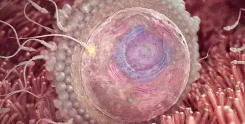 受精卵着床晚吃药影响?真正原因有3点,生理|受精在其中