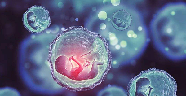 不容易着床只是小事！纵隔子宫试管移植双胎有5大风险