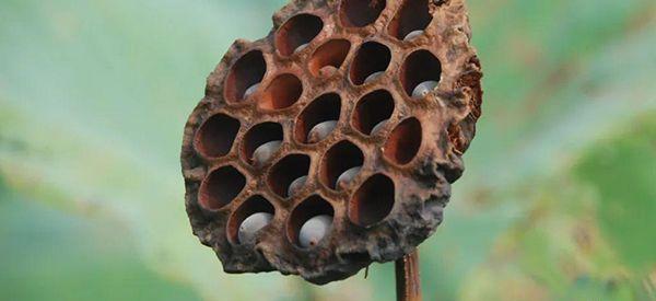 改善子宫内膜厚除了用莲蓬熬水还有哪些偏方?