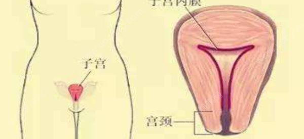 内膜是7移植4ab鲜胚成功率高吗？