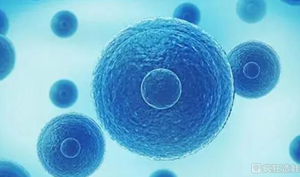 2023邯郸高供卵试管婴儿生女孩成功率多少？附详细介绍？