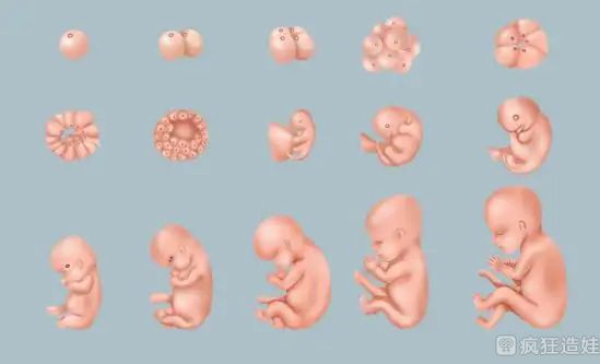 第三代试管婴儿移植胚胎会不会流出来？做第三代试管婴儿移植胚胎会掉吗？