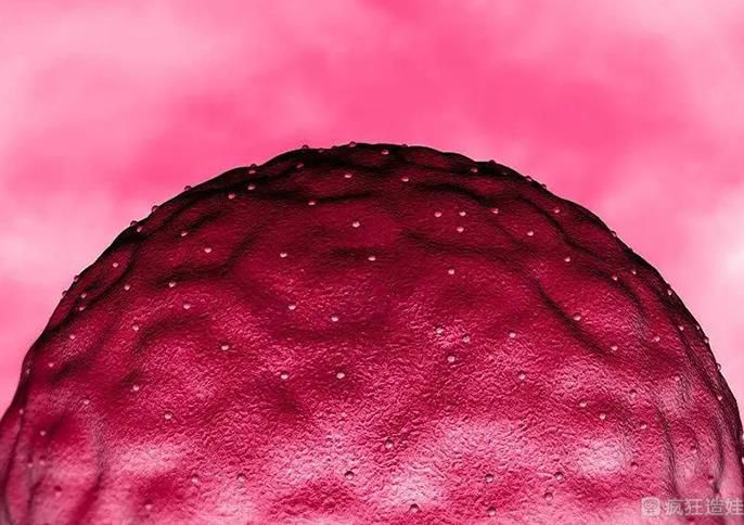 移植一个5天形成的3bb囊胚生男孩的几率多还是女孩多？