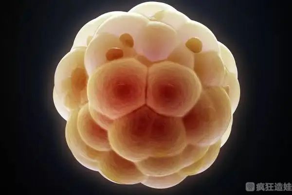 胚胎质量不太好移植能成功吗？质量差的胚胎移植效果如何？