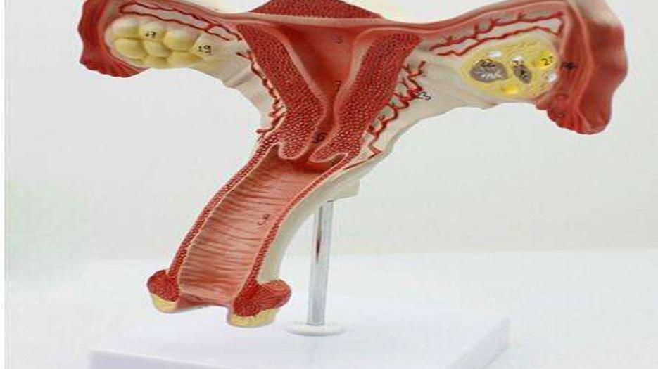 单角子宫做试管移植几个囊胚最好？看完你心中就有数了