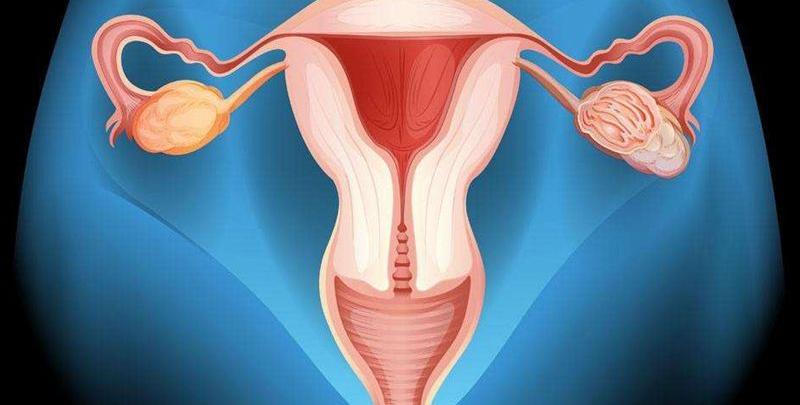单角子宫做试管成功率高吗？一分钟带你了解真相