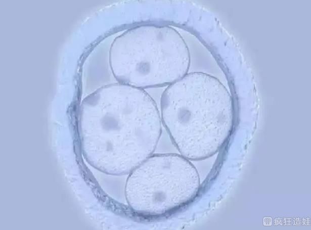 国内高龄女性选择做供卵三代试管婴儿生孩子的人多吗？